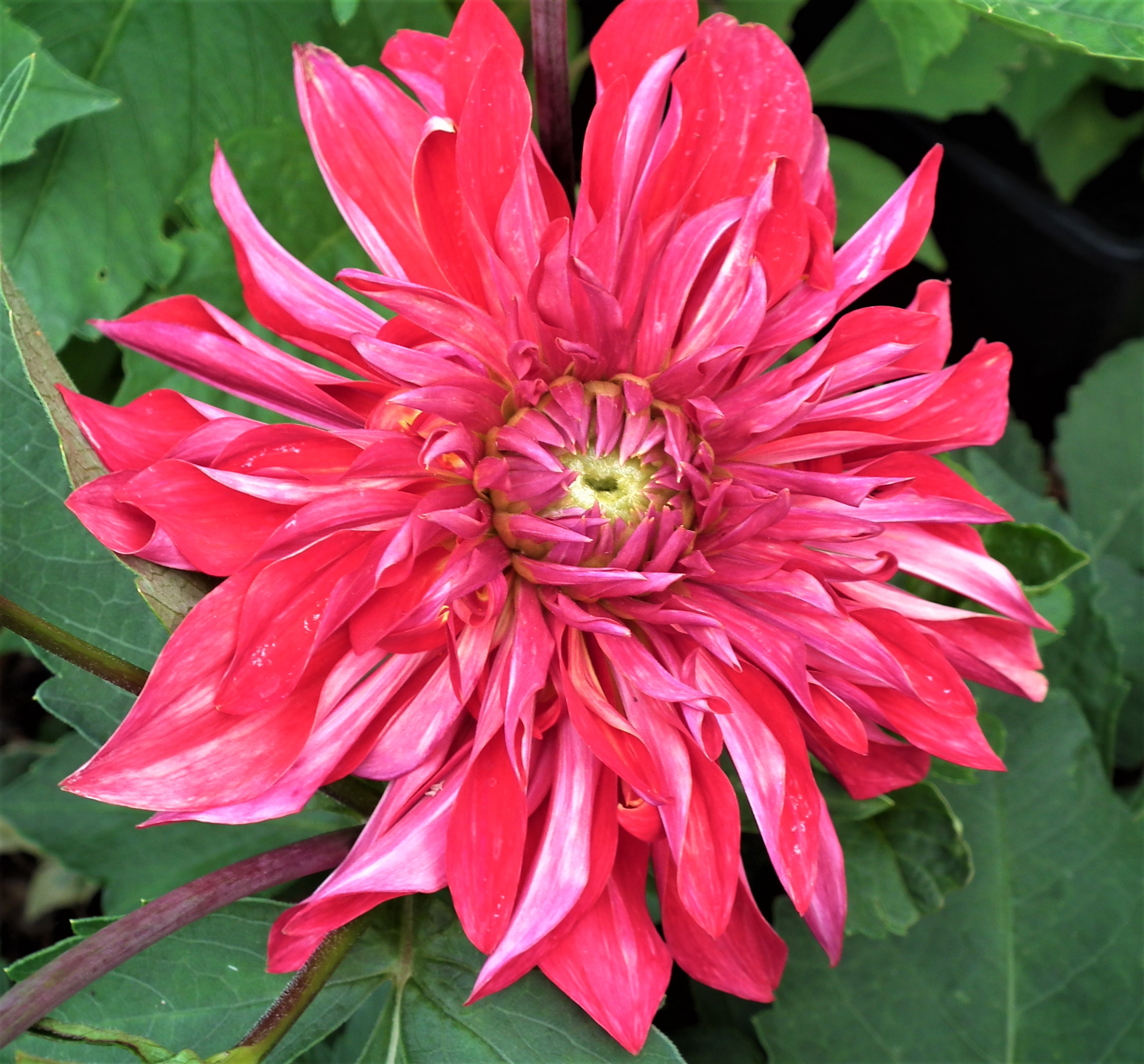 Dahlia Selina